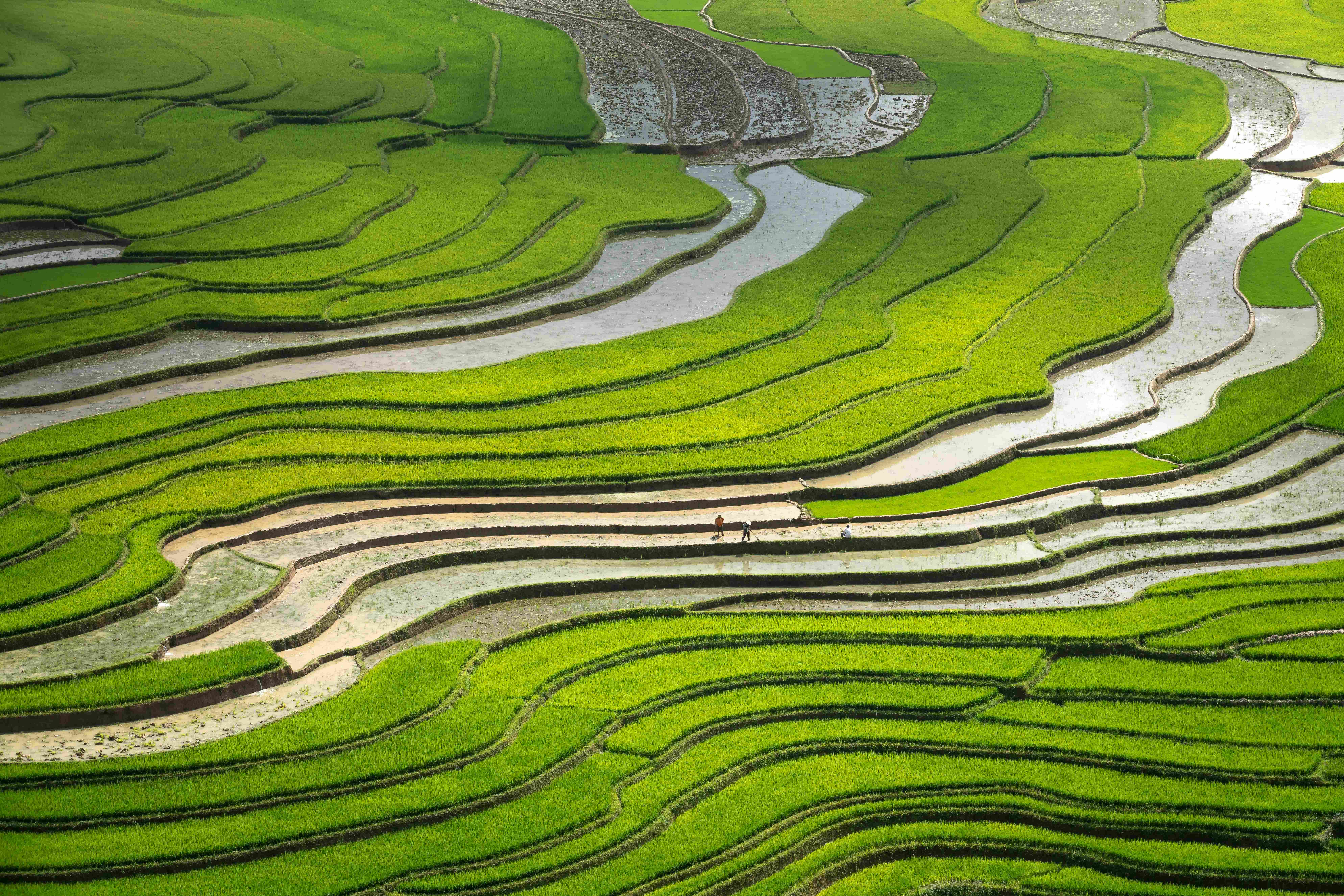 Rice terraces landscape